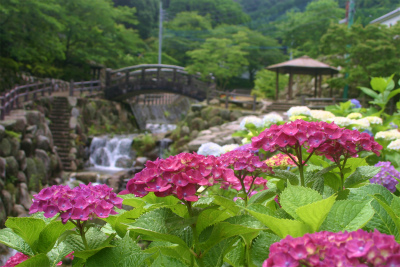 大川内山の紫陽花が見頃。