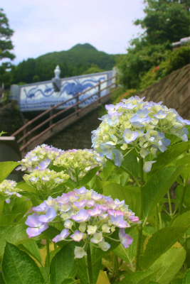 大川内山の紫陽花が見頃。
