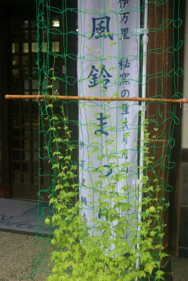 ＊＊風船かずら＊＊