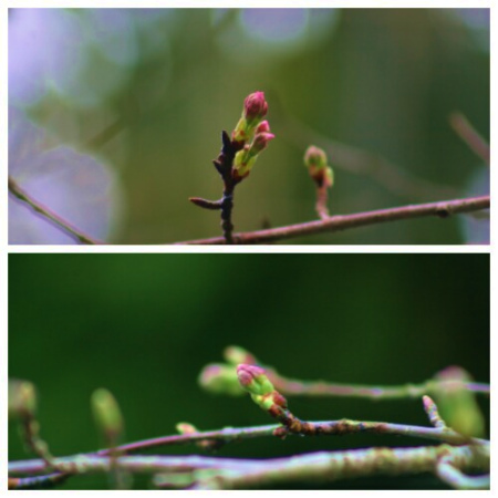 桜の蕾