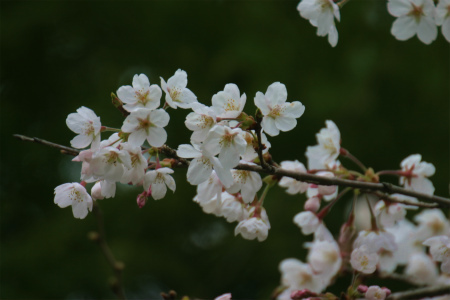 桜
