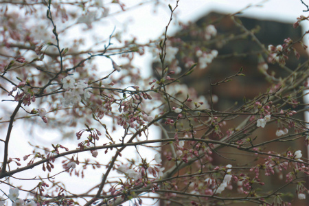 桜