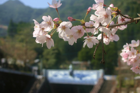 お花見日和＠大川内山