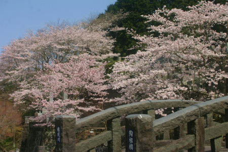 お花見日和＠大川内山