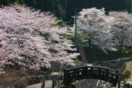 お花見日和＠大川内山
