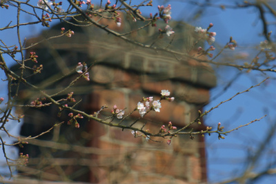 桜 咲く！