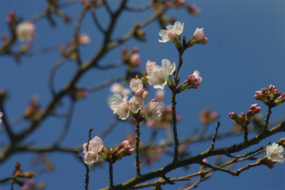 桜 咲く！