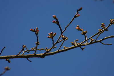 桜の蕾