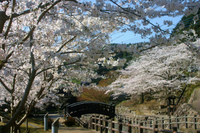 大川内山の桜　満開