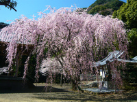 実相院のしだれ桜
