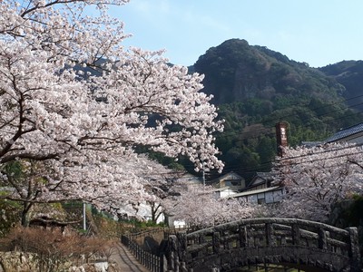 桜 満開＠大川内山