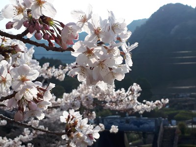 桜 満開＠大川内山