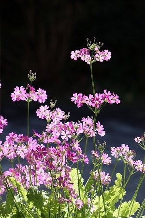 明日から「磁器ひいなまつり」