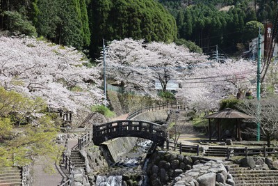 大川内山の桜