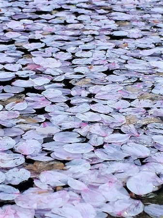 伊万里のちゃわんやさん 花散らしの雨