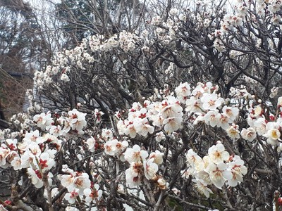 祝日・天皇誕生日
