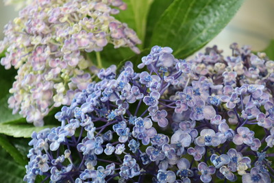 紫陽花
