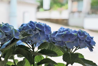 梅雨入り間近。