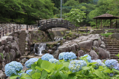 紫陽花＠大川内山