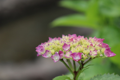 紫陽花＠大川内山