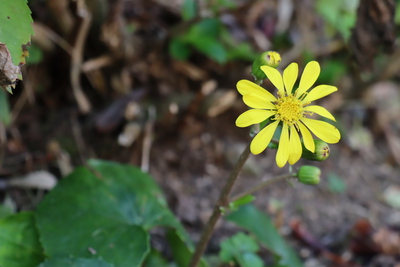 ツワブキの花