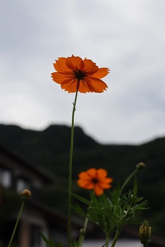 長月