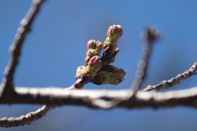 桜の蕾