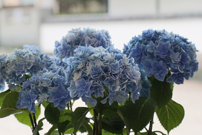 紫陽花
