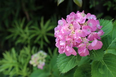 6月 水無月