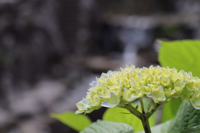 紫陽花が色づき始めました！