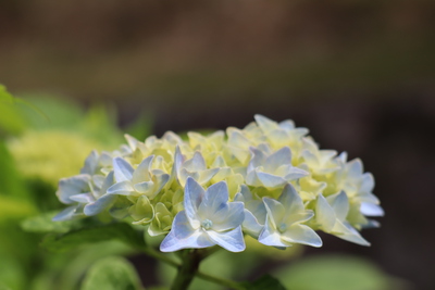 紫陽花が色付き始めました！