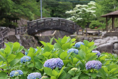 紫陽花＠大川内山