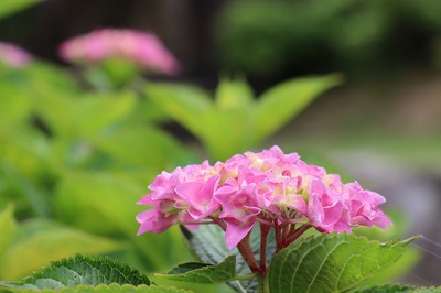 紫陽花＠大川内山