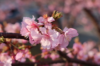 河津桜