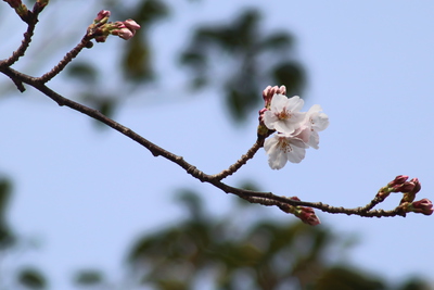 桜の開花