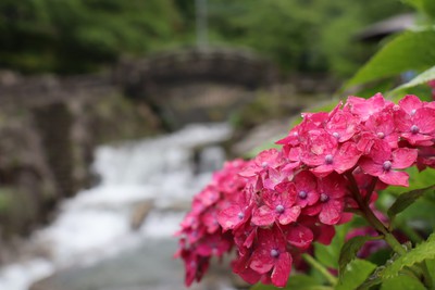 明日から「風鈴まつり」