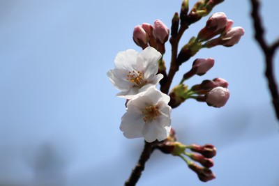 桜の開花