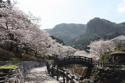 桜 満開＠大川内山