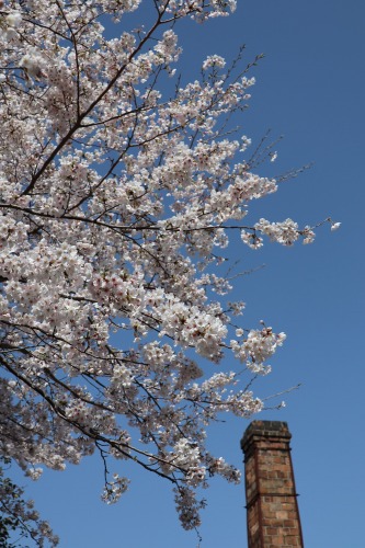 桜 満開＠大川内山