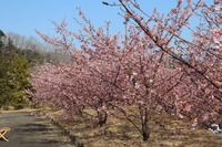 河津桜