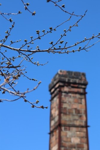 桜の蕾
