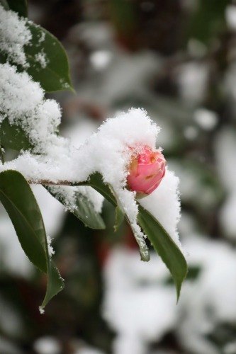 伊万里は雪☃