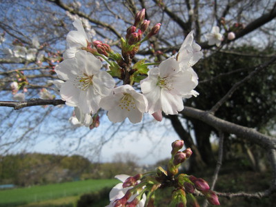 たけのこご飯弁当 　　桜は二分咲き