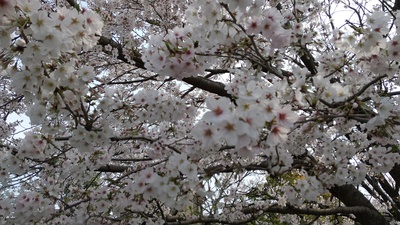 多布施川沿いの桜
