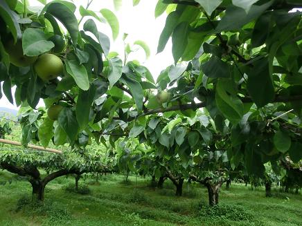 新幸農園の梨も大きくなってます。