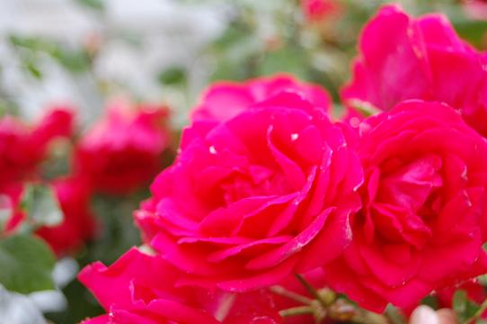 雨にぬれる薔薇