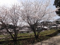春の花