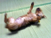 ローリング鈴(Ｕ◕ฺ㉨◕ฺ)ﾜﾝ♪
