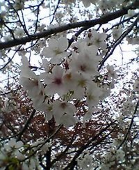 桜満開の さがファン♪