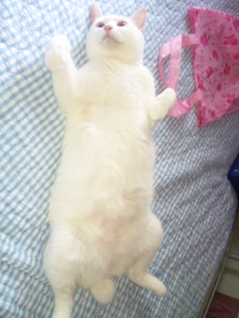 お出かけにゃん♪